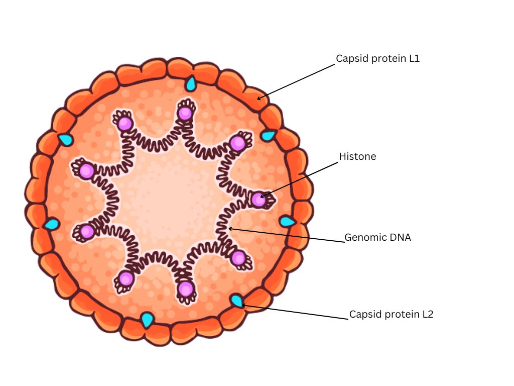 HPV Vaccine: What Is It and Who Should Have It? - SOG Health Pte. Ltd.